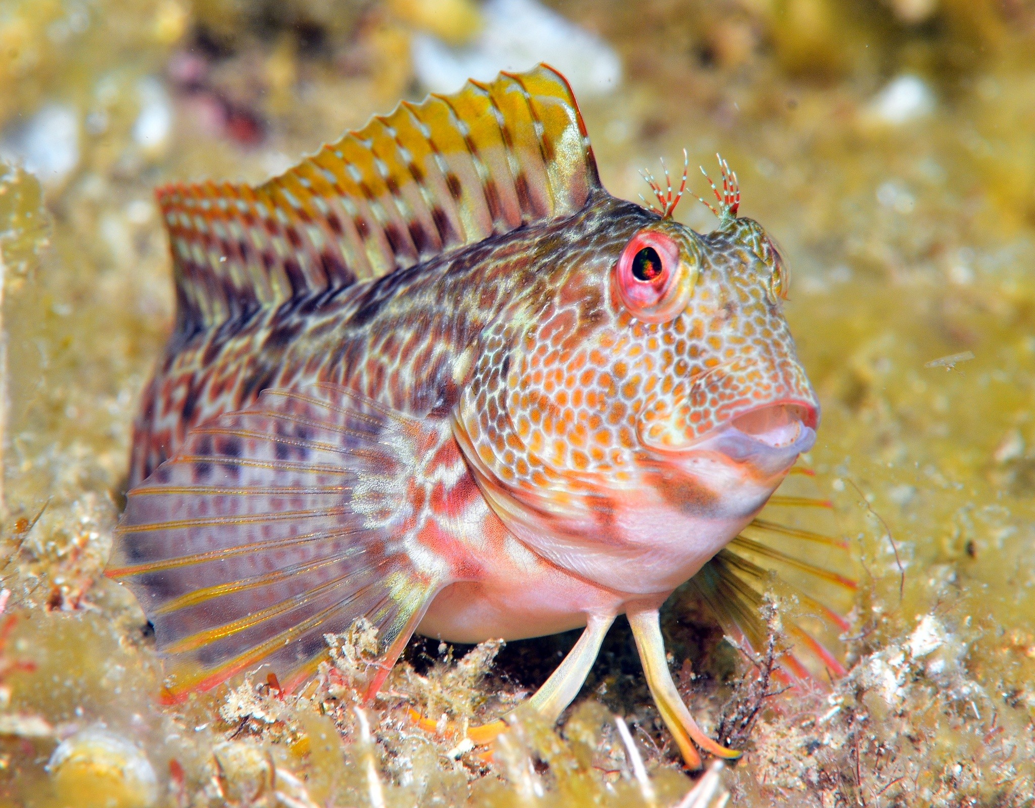 Parablennius pilicornis_Antoni Salvà