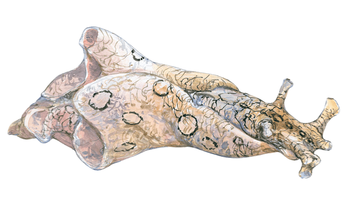 Aplysia dactylomela
