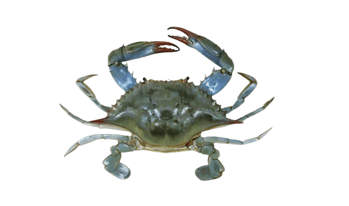 Callinectes sapidus Callinectes sapidus