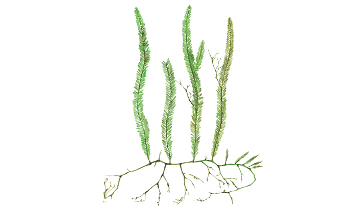 Caulerpa taxifolia