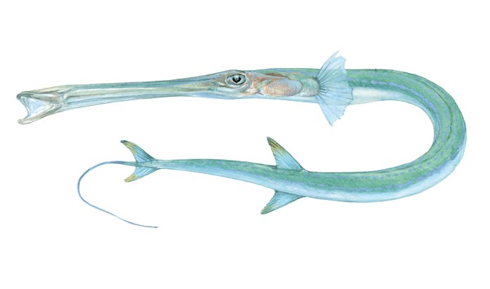 Fistularia commersonii
