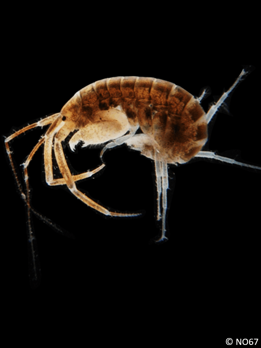Grandidierella_japonica_male-3-cc
