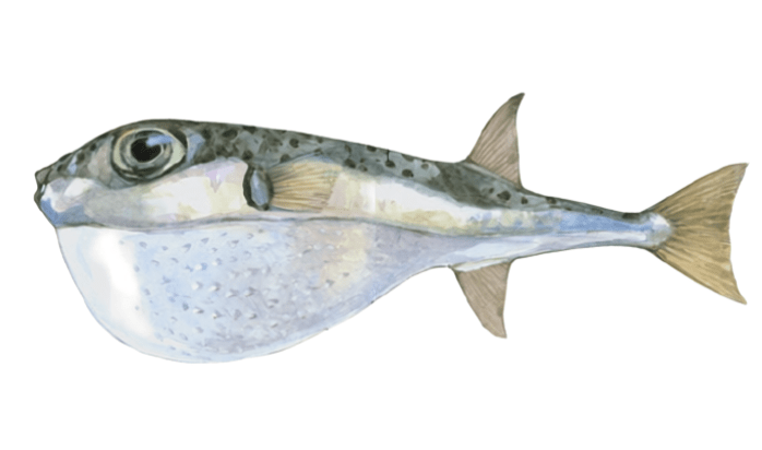 Lagocephalus sceleratus