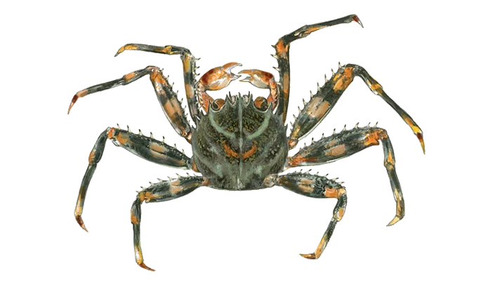Percnon gibbesi