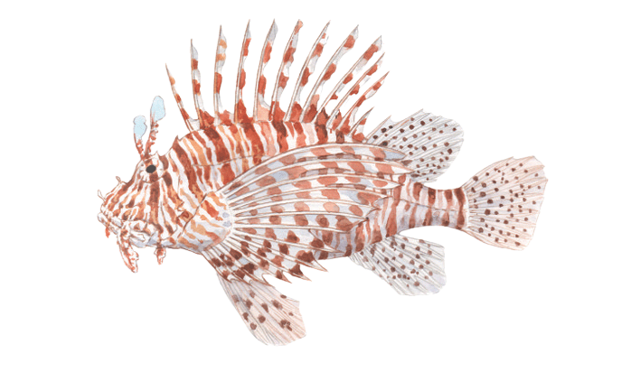 Pterois miles