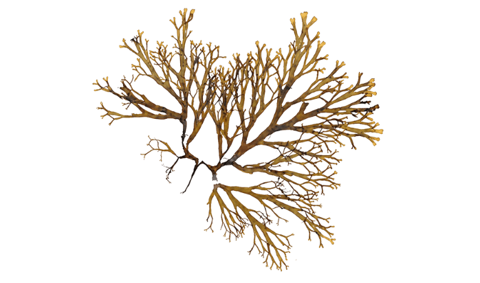 Rugulopteryx okamurae