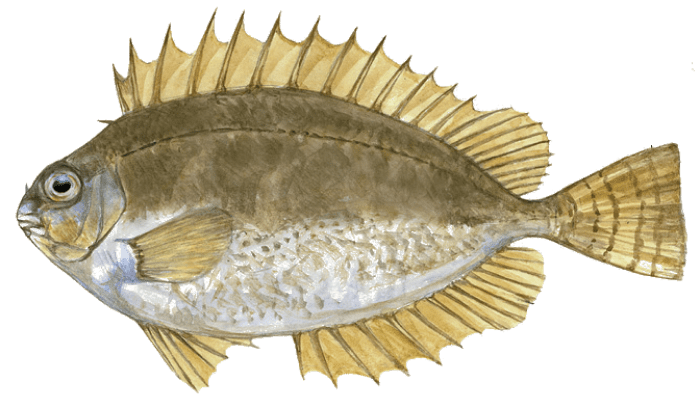 Siganus_luridus