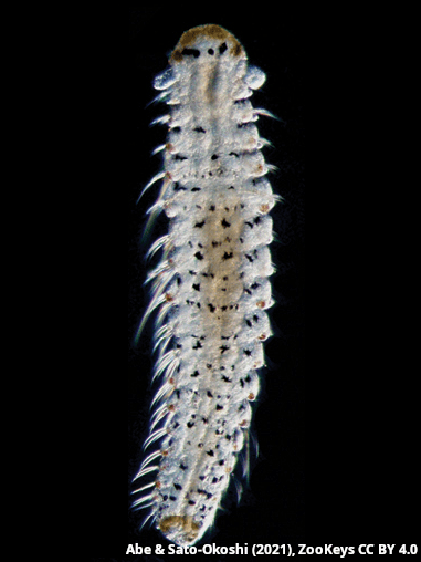 Dipolydora socialis