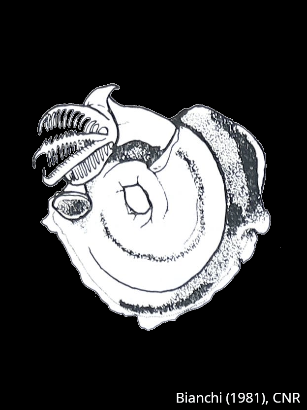 Spirorbis marioni