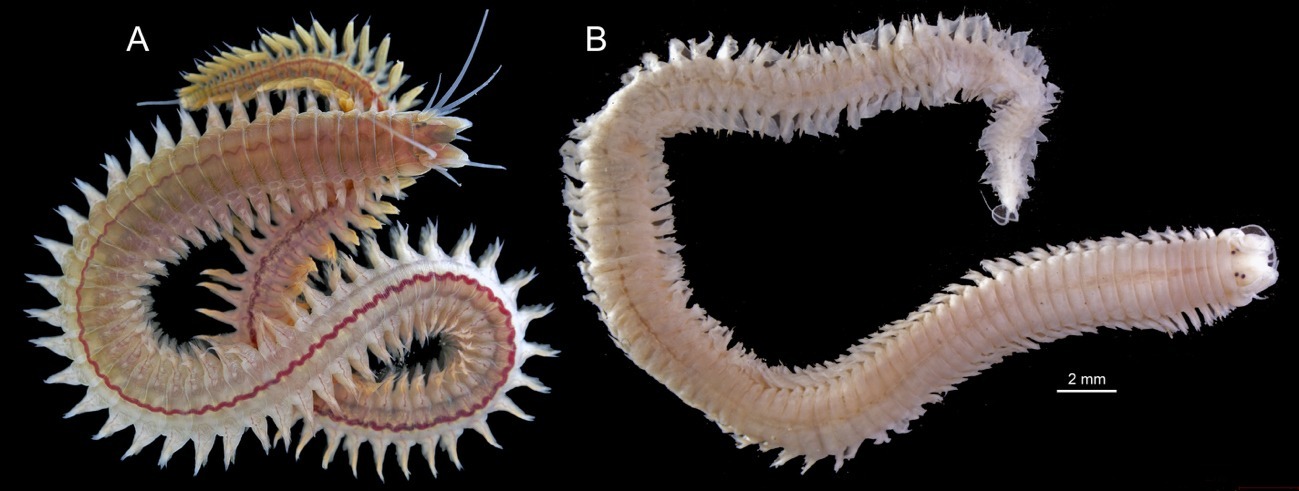 Fig. 1 A.succinea