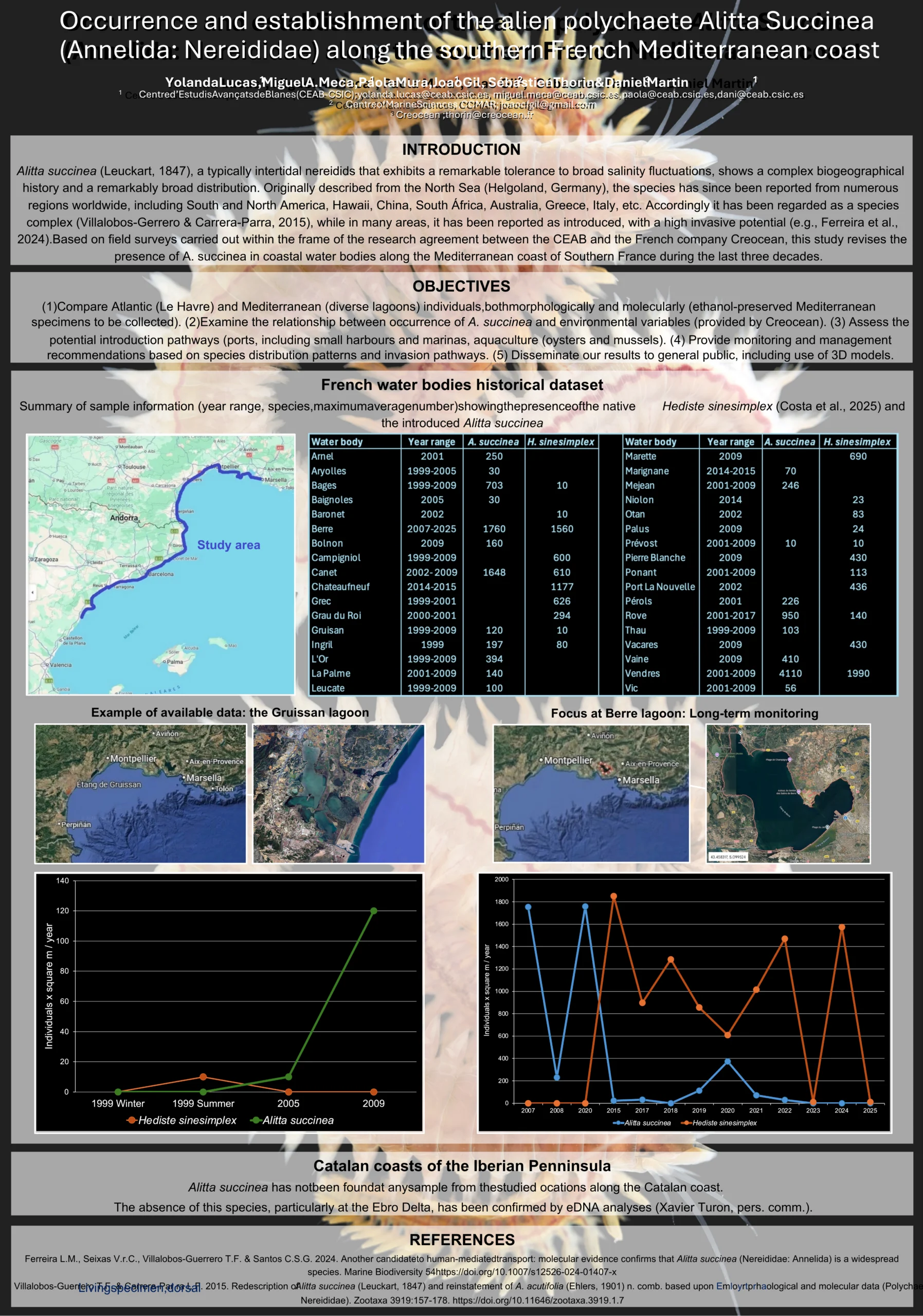 Poster Alitta succinea