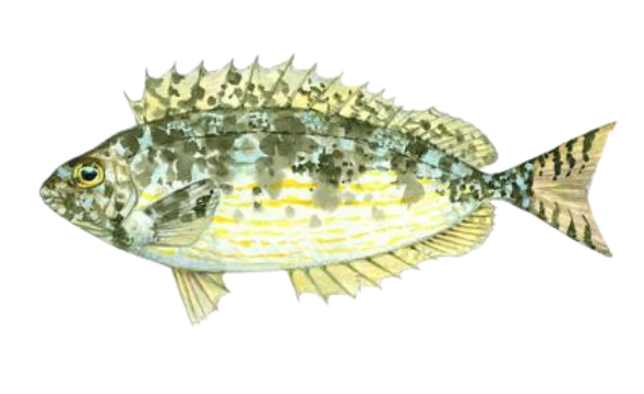 Siganus rivulatus