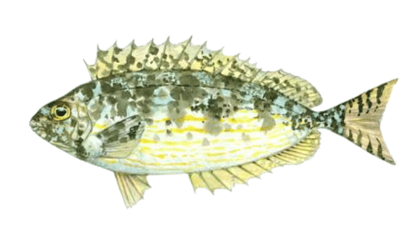 Siganus rivulatus