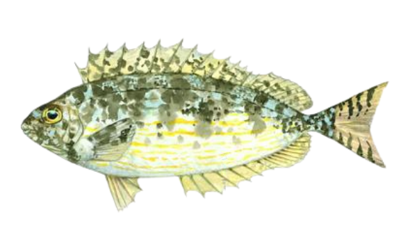 Siganus rivulatus